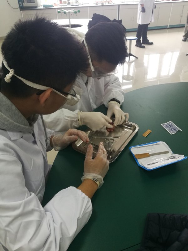Dissection Club